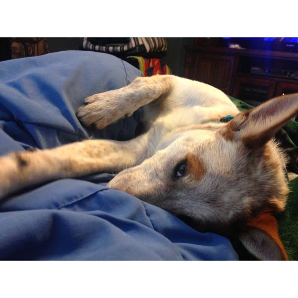 /Images/uploads/Humane Society of Utah/HSUCalendar/entries/1045thumb.jpg